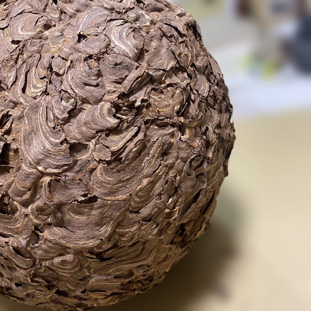 雀蜂の巣 スズメバチ ガラスケースハチの巣 オルゴール付きの木箱