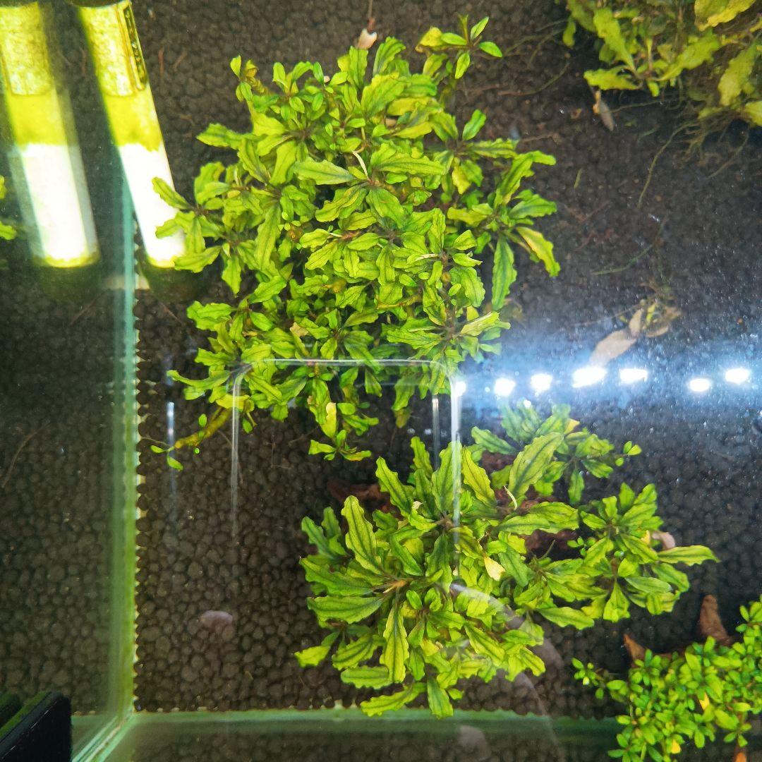 ブセファランドラ 西カリマンタン