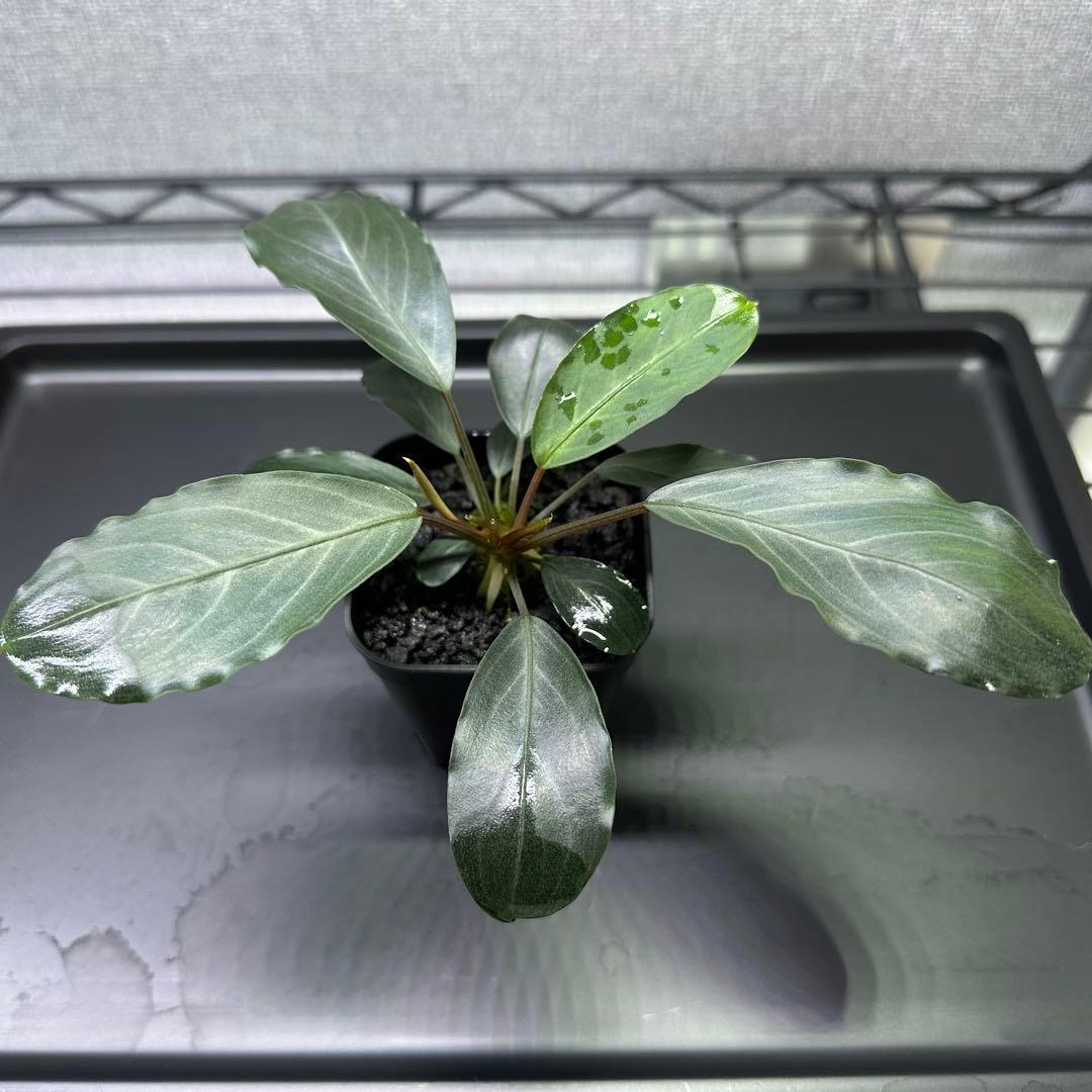 ブセファランドラsp.パールグレイ【TB便】 - メルカリ