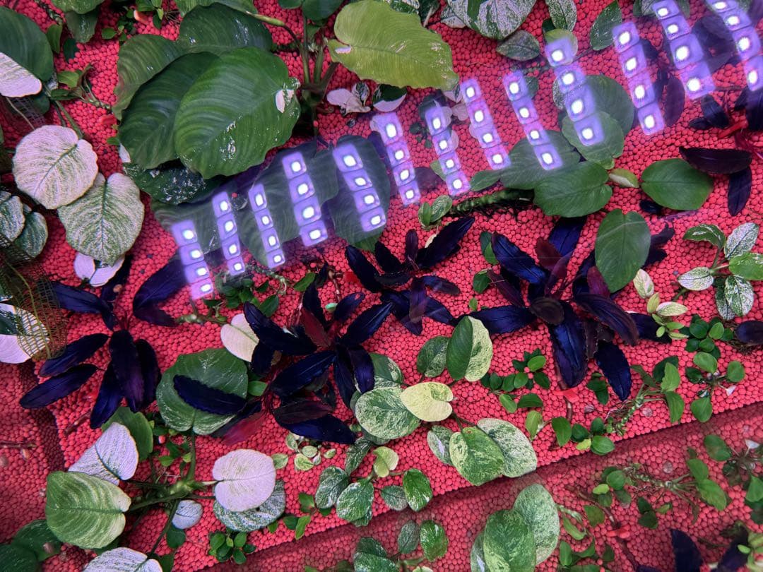 ブセファランドラ・シベルパウ フォロー、割引、送料無料。 - メルカリ