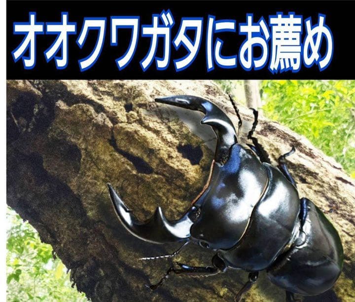 極上！黒アワビタケ菌糸瓶【8本】初令、2令に最適なサイズ！ニジイロ