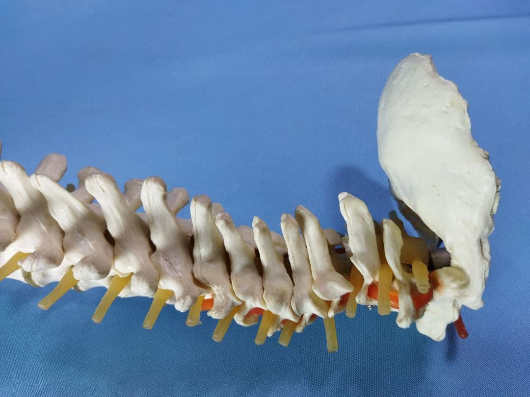 脊椎模型 約70cm 骨格標本 人体模型 カイロ 整体 整骨院 鍼灸 - メルカリ