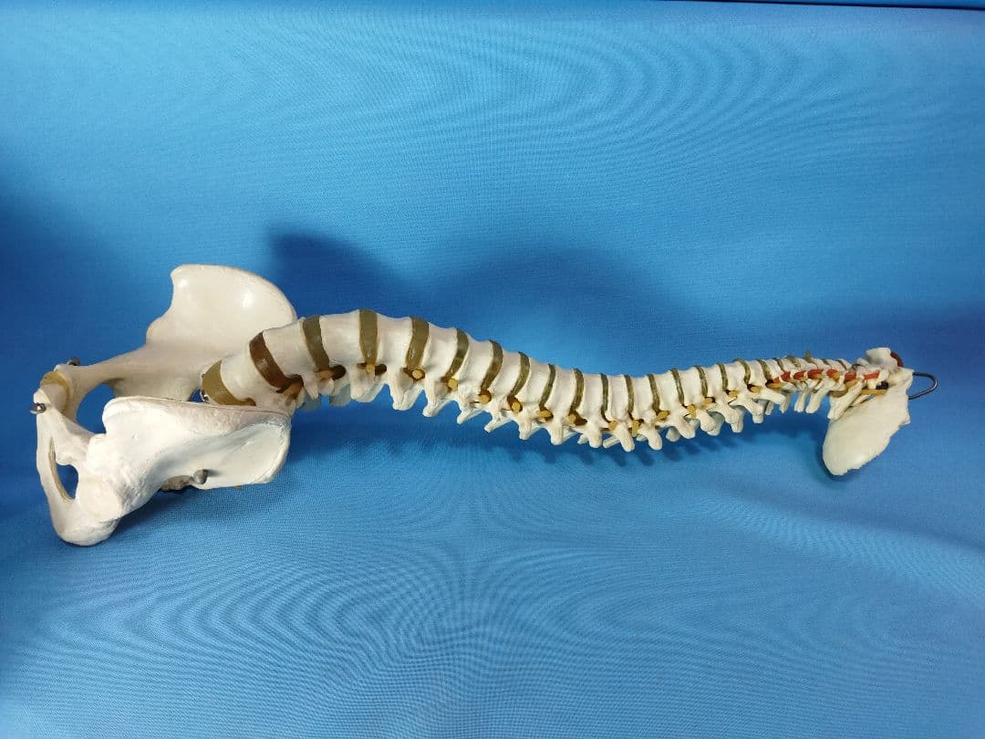 脊椎模型 約70cm 骨格標本 人体模型 カイロ 整体 整骨院 鍼灸 2026年最新】