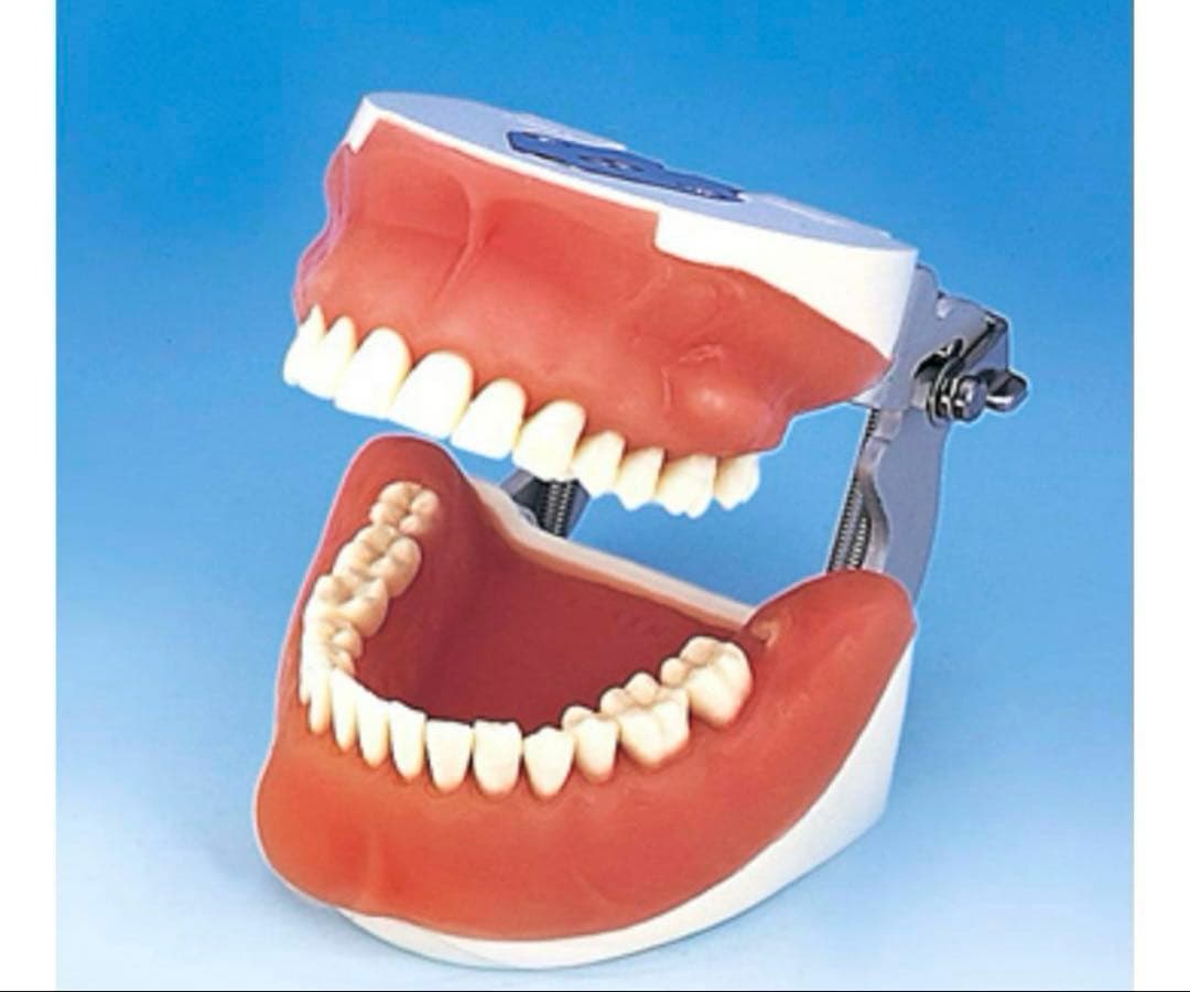 NISSIN 口腔外科模型P15-OOP.1 新品未開封