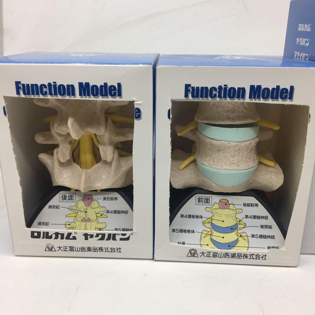 大正製薬 人体模型 関節 骨