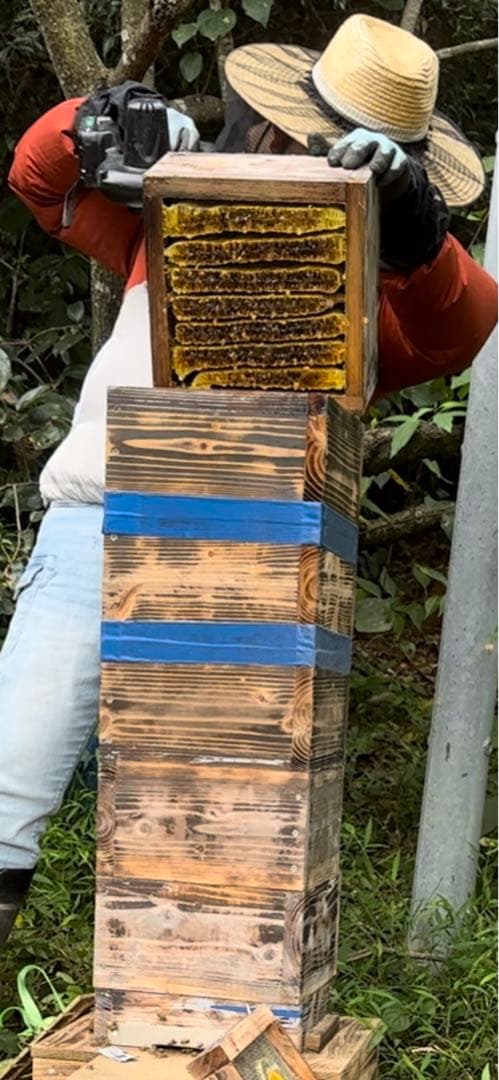 日本ミツバチ重箱式巣箱 捕獲飼育用