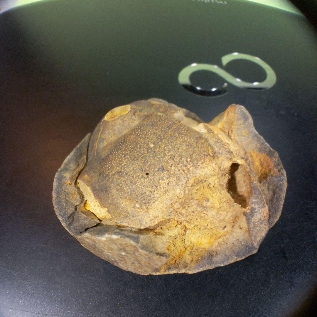 三葉虫 化石 fossil ボリビア trilobite 海生動物 三葉虫識別⑦