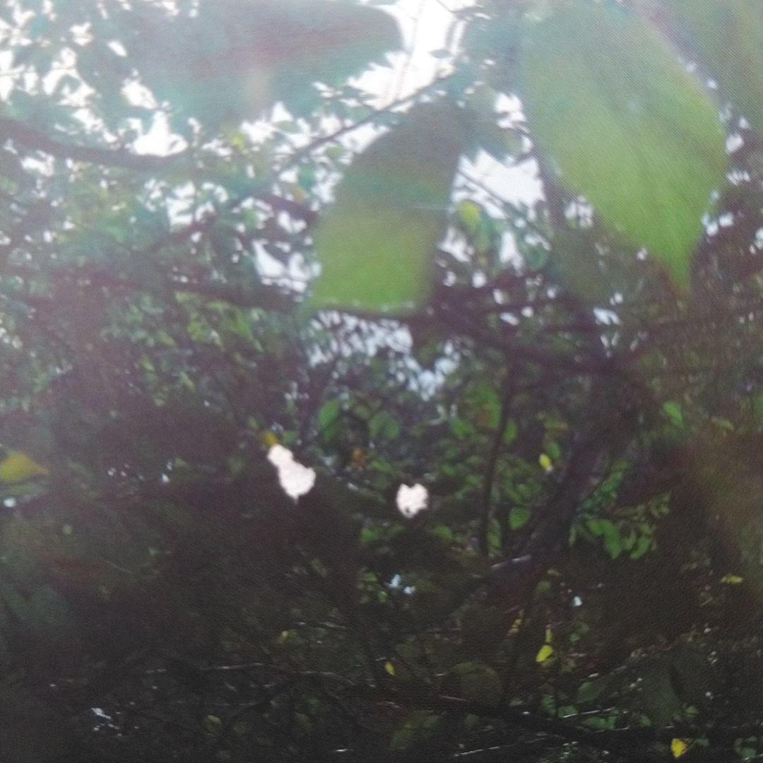 【10冊セット】エレファントカシマシ 会報 PAO No.50〜69