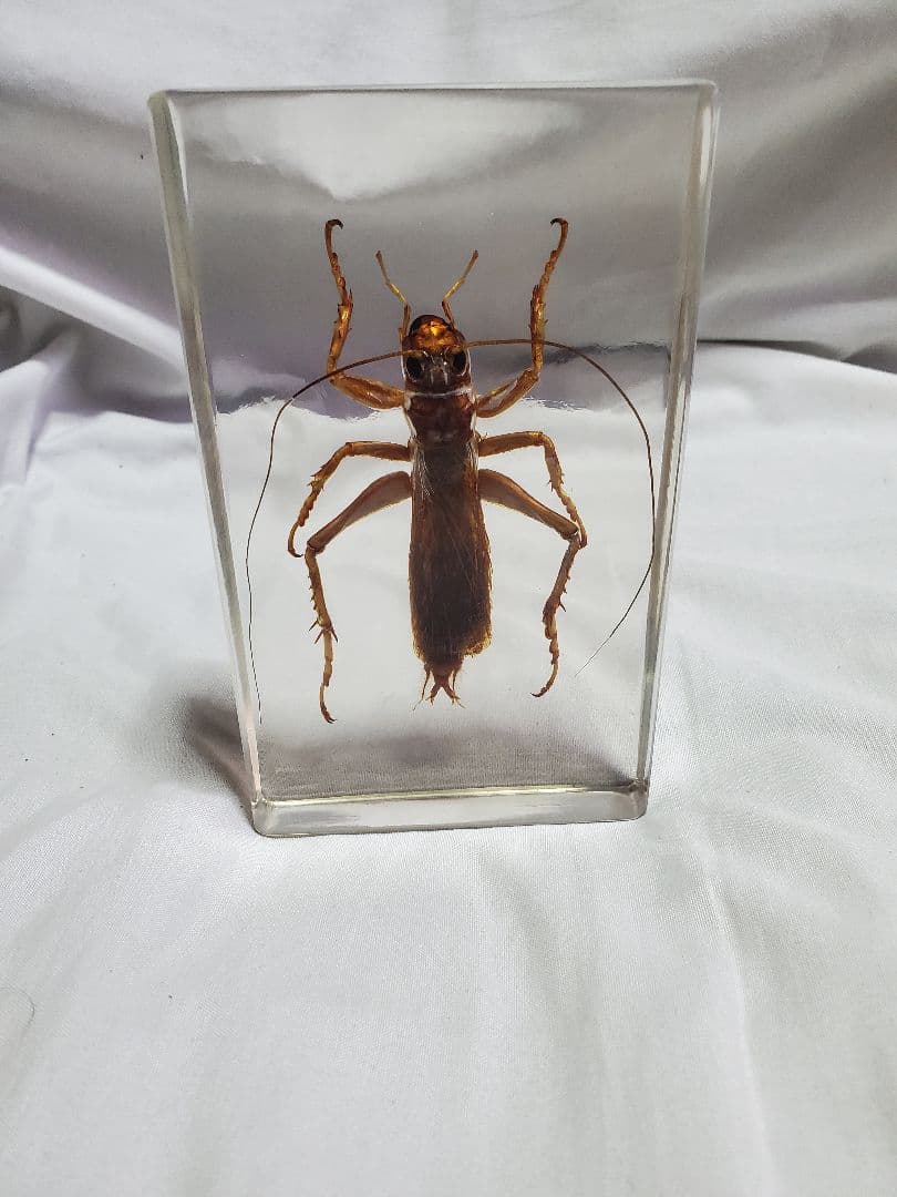 オバケコロギス樹脂標本　sia ferox