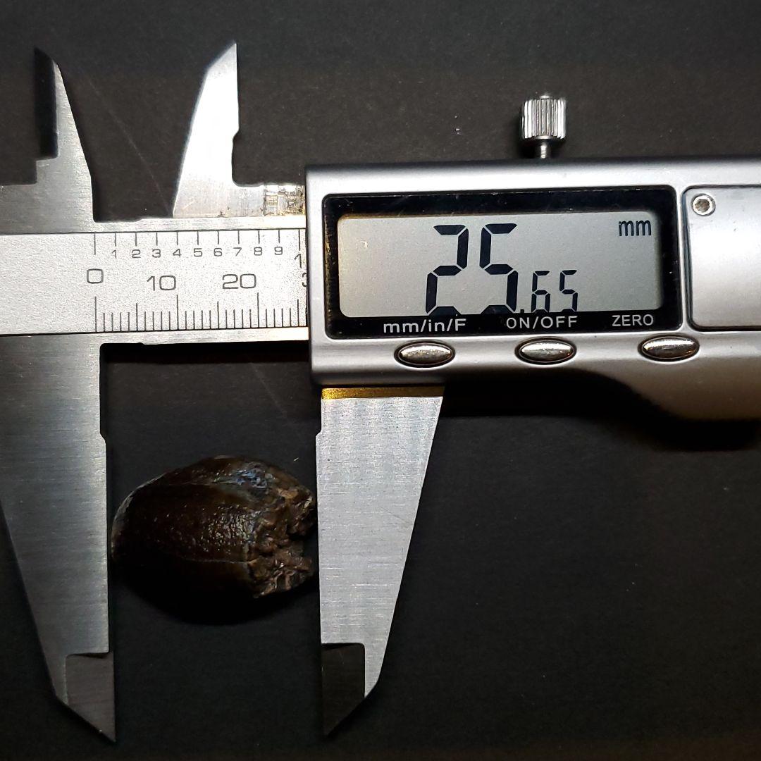 極上 ジョバリア 歯 化石 本物 ニジェール産 25.65mm fr105