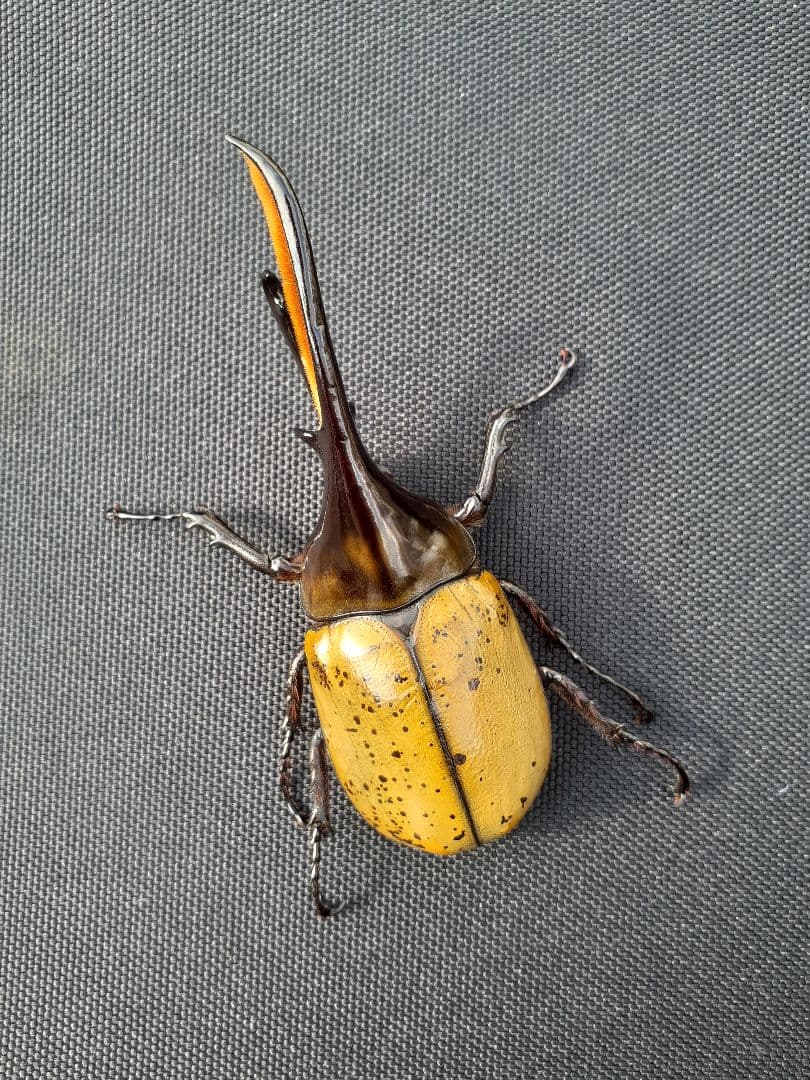 最高級 ミドリオナガタイマイ 標本 Papilio blumei 蔦屋 額入り蝶