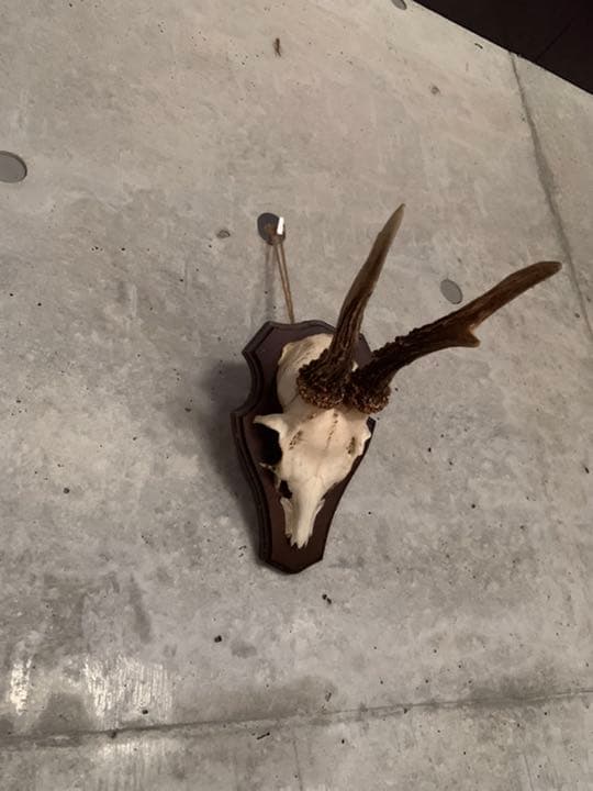 アンティーク スカル ホーン フレーム 英国