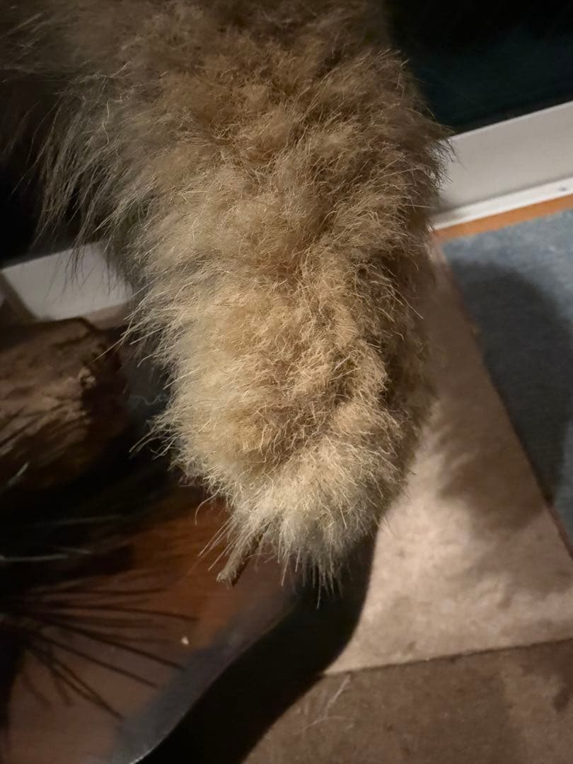 キツネの剥製 台座は本物の木 松の葉はフェイク キツネの剥製