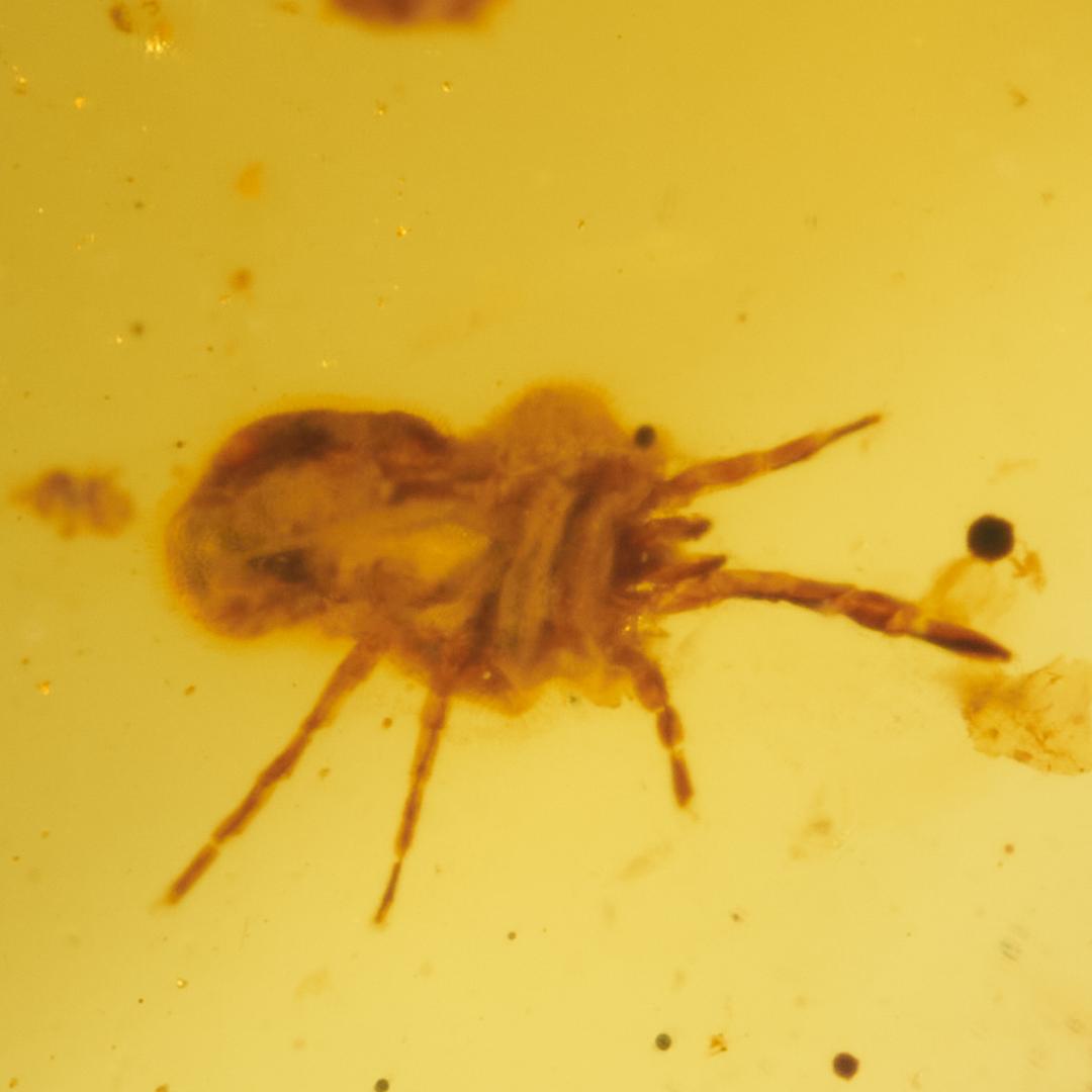 レア極上品 PA0092虫入り琥珀化石 ミャンマーカムティかタナイ9900万年