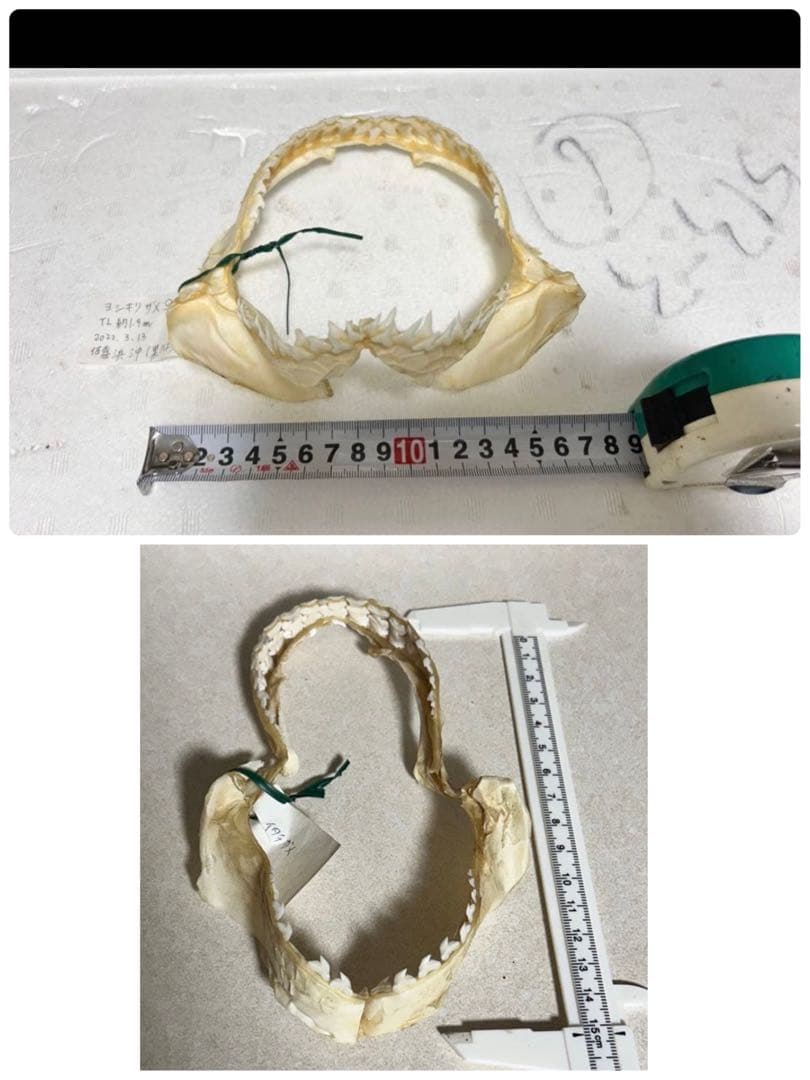Y3112-1 漆器 貝づくし蒔絵 糸筋椀 9客 共箱 漆椀 12cm - 真塗 紅鉢風