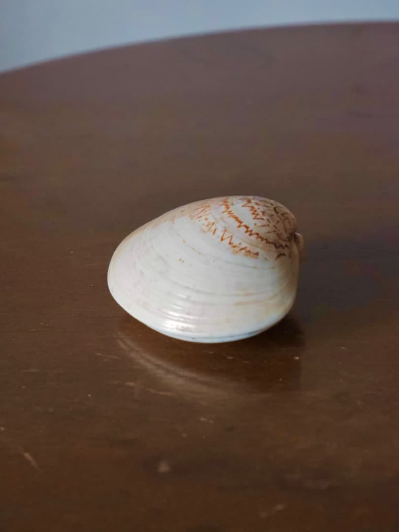 加陽 一瓢斎 源氏貝合せ 鶴色絵 蛤香合 茶道具 香道具 箱付 Q2257