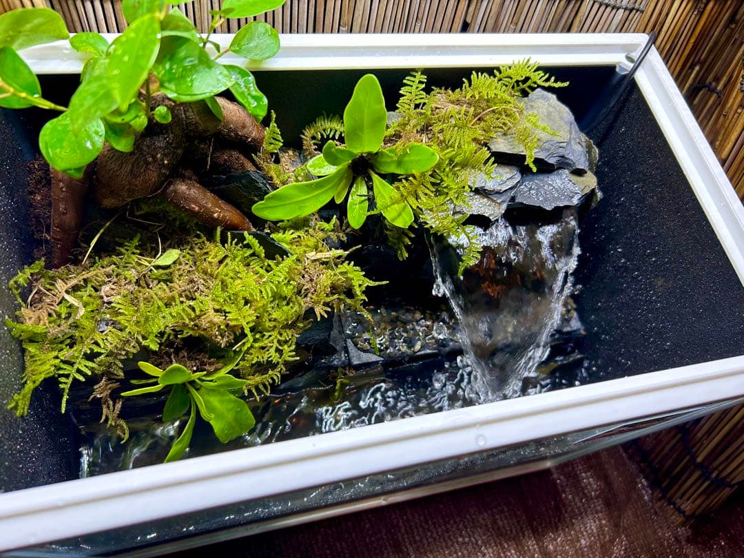 テラリウム水槽立ち上げ！ガジュマル中を川が流れる！ | アクアリウム