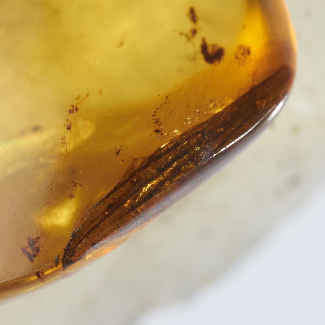 レア極上品 PA123虫入り琥珀化石 ミャンマーカムティかタナイ9900万年