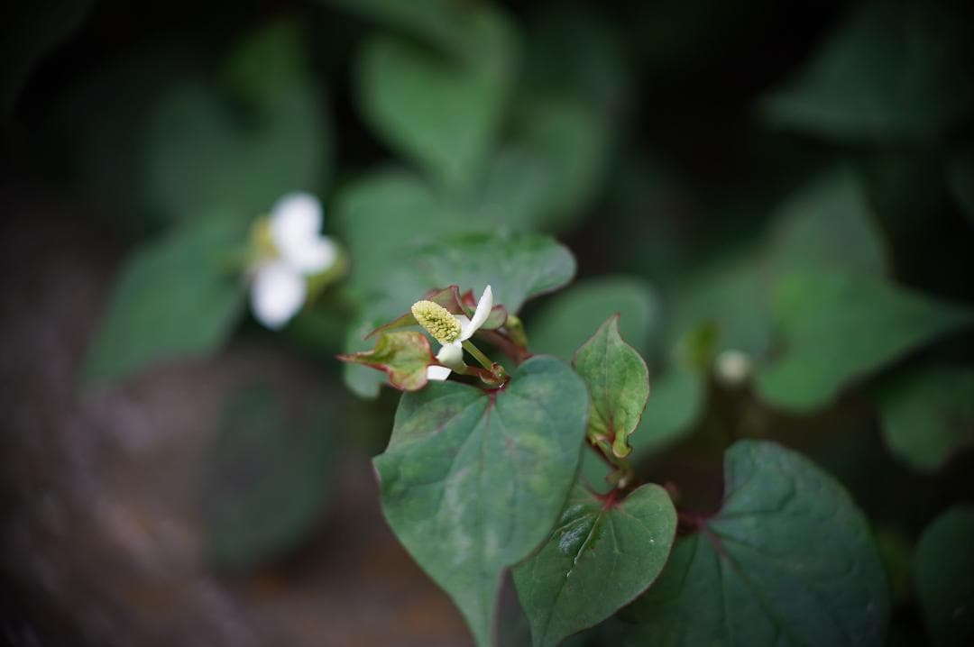 028_Kodak Ektar 63/2 コダック・エクター63ミリf2