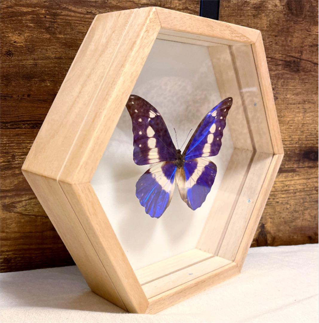 昆虫標本】ヘレナモルフォ 大型個体 六角標本箱入り 蝶