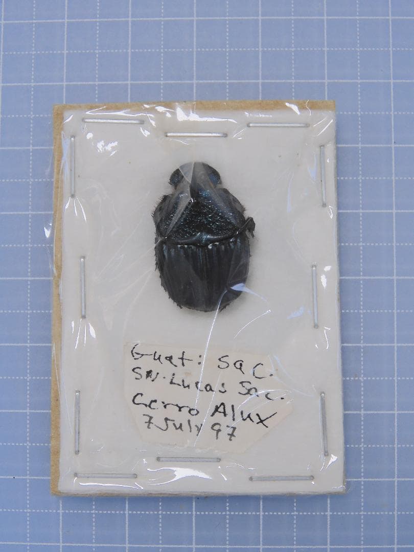 ガテマラエンシス ニジダイコクコガネ 22mm