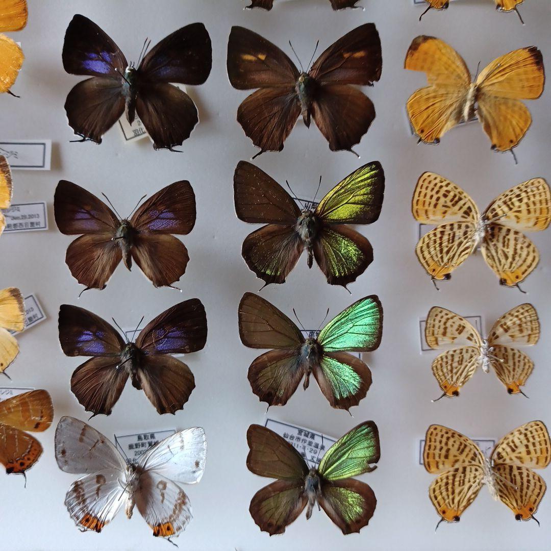 蝶標本 日本ゼフィルス選 20種99頭
