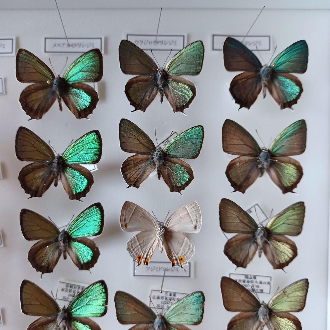 蝶標本 日本ゼフィルス選 20種99頭