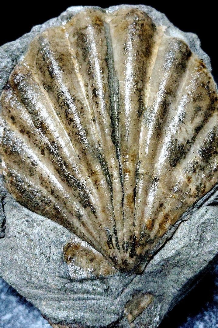 はにわ様専用☆ようばけ化石☆古秩父湾【1550万年前のホタテ0.8kg