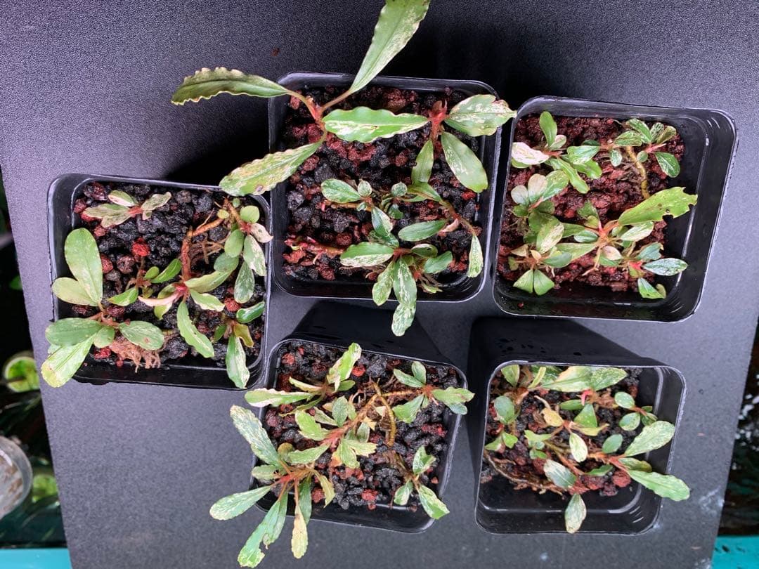 BUCEPHALANDRA PANDORA QUEEN ROUNDED (Dark & Stunning