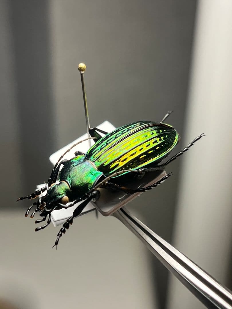 2026年最新】オサムシ 標本の人気アイテム - メルカリ 【32mm