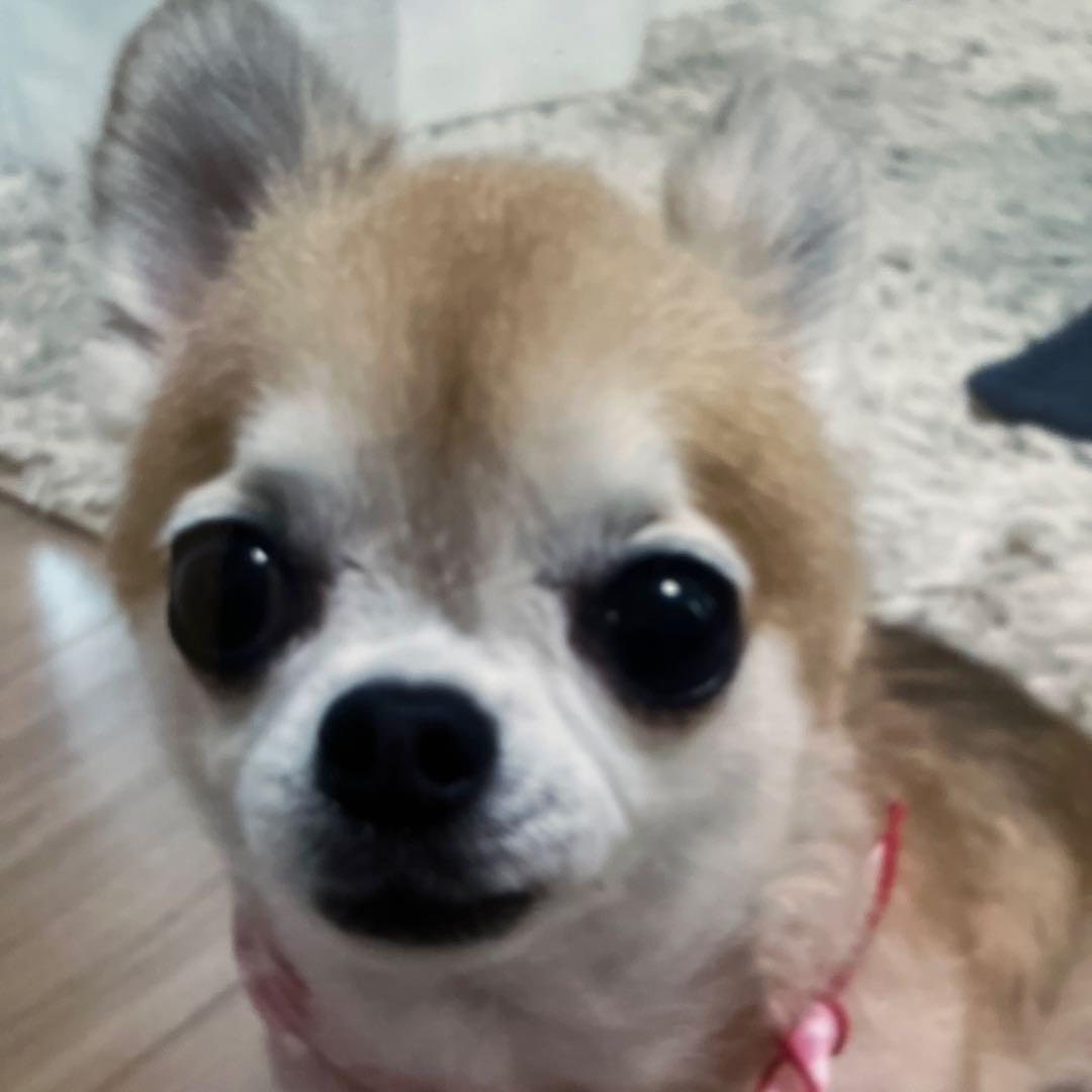 小型犬用手編み服　まいまし 編み物キット】ドッグウェア 小型犬用Mサイズ（糸：No.24） – WOOL STUDIO