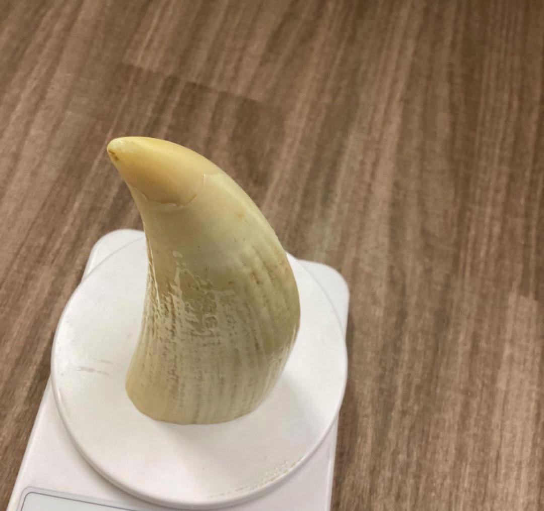 手彫鯨牙工芸品 辰置物玉峰希少鯨歯