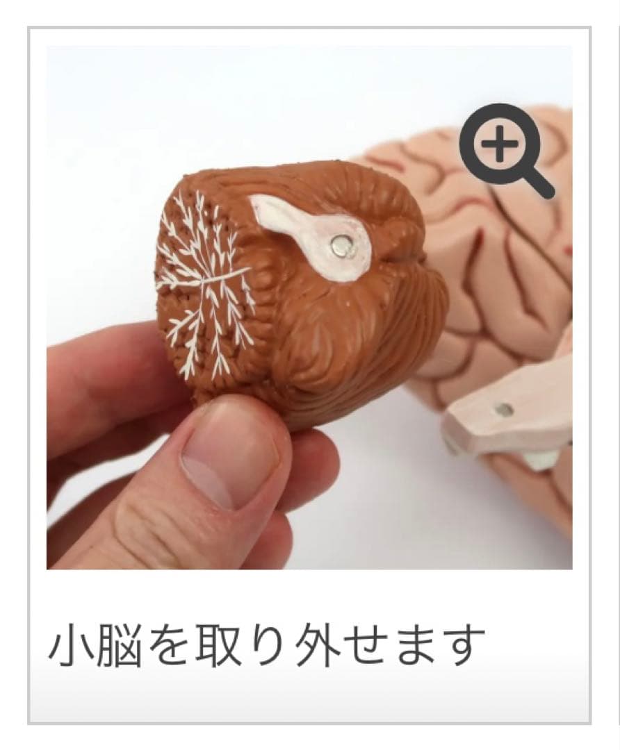 脳模型 5分解モデル 3B Smart Anatomy 実物大　新品未使用