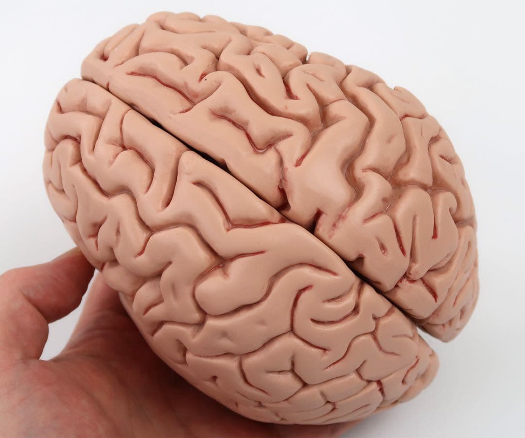 脳模型 5分解モデル 3B Smart Anatomy 実物大　新品未使用