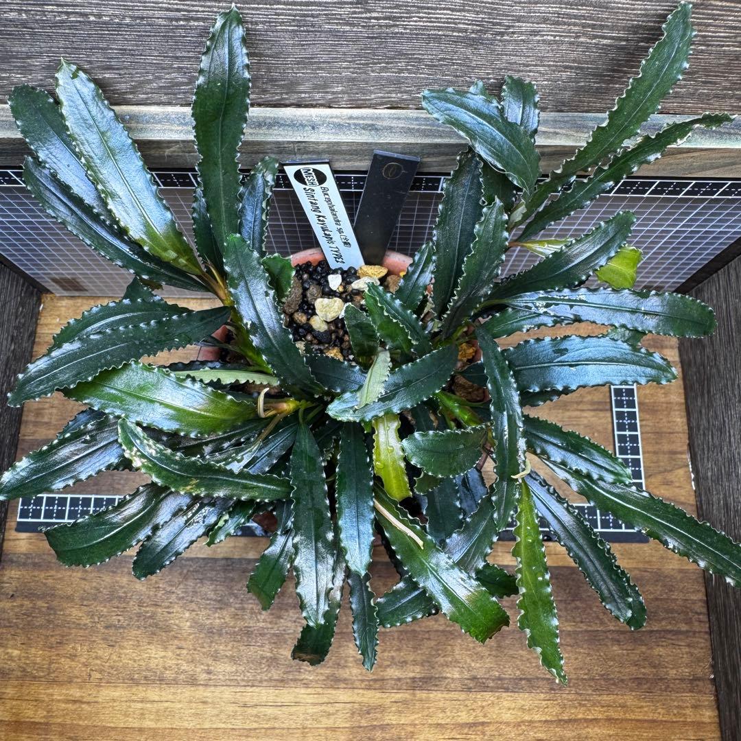 ブセファランドラsp.シンタン カユラピス TYPE2全銀 水上株1ポット［0］