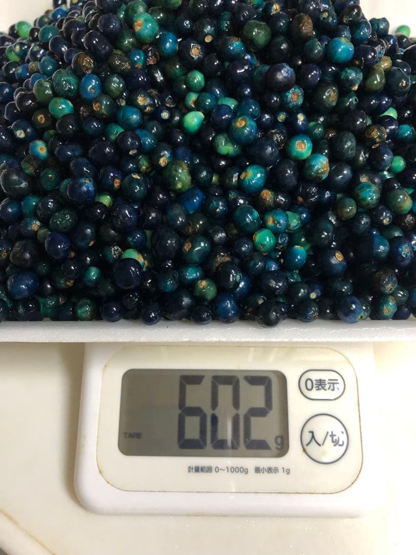 クサギの実　草木染め　1205g