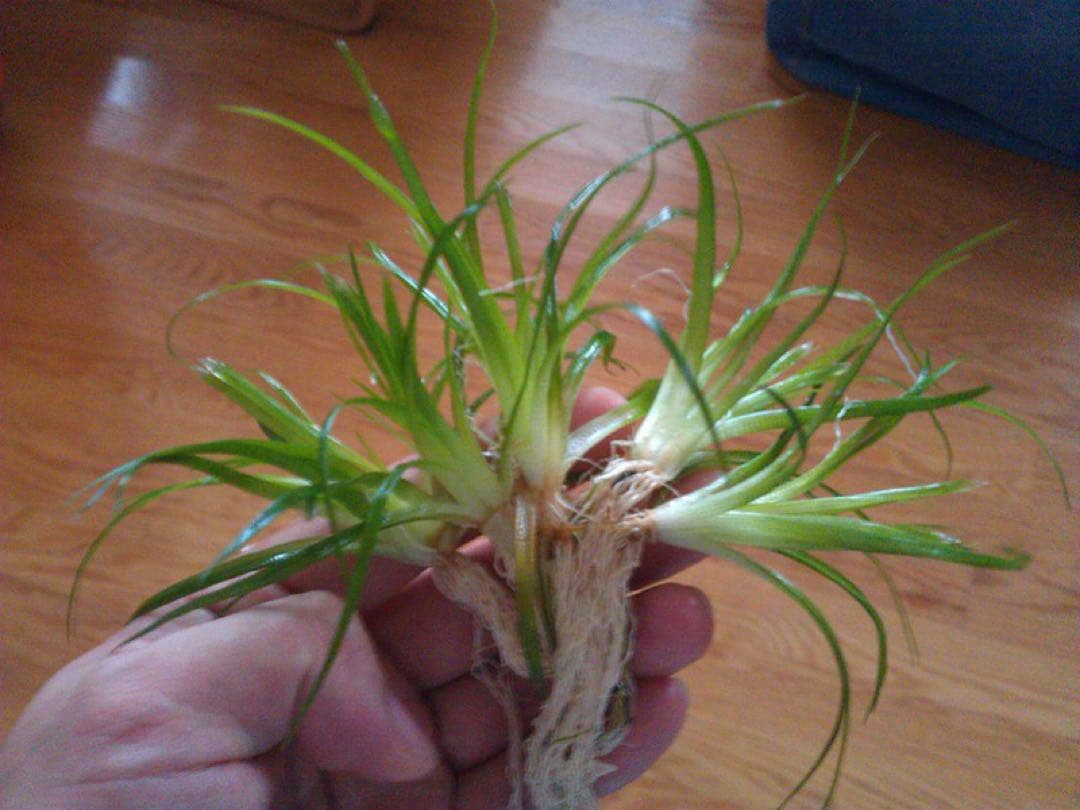 Eriocaulon.sp.parkeri ホシクサsp parkeri 水上株