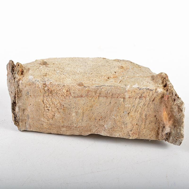 鑑賞石天然石ハチノスサンゴ化石デボン紀唐木台付CR5967