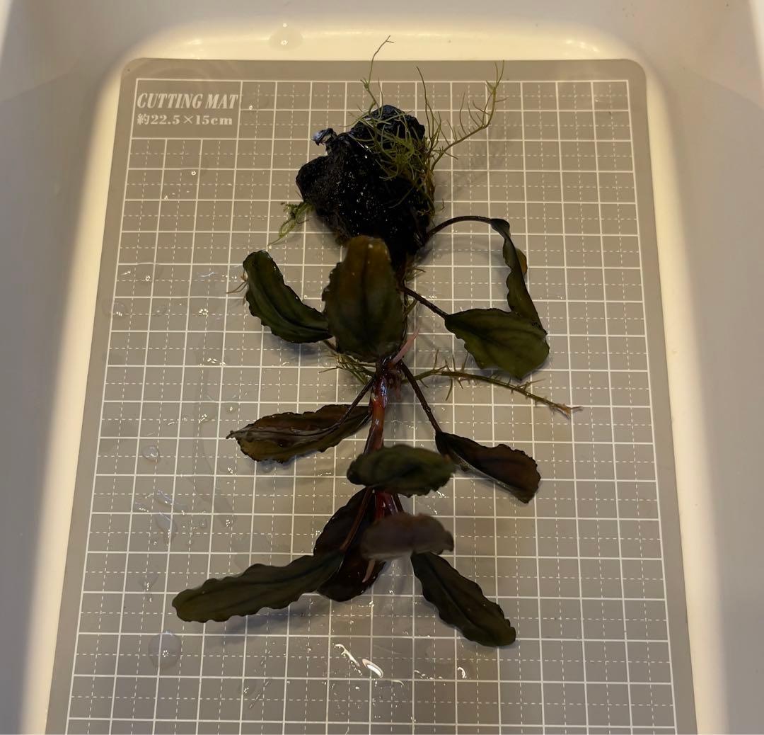 ブセファランドラsp.Blackghost 大株【完全水中葉】 - メルカリ