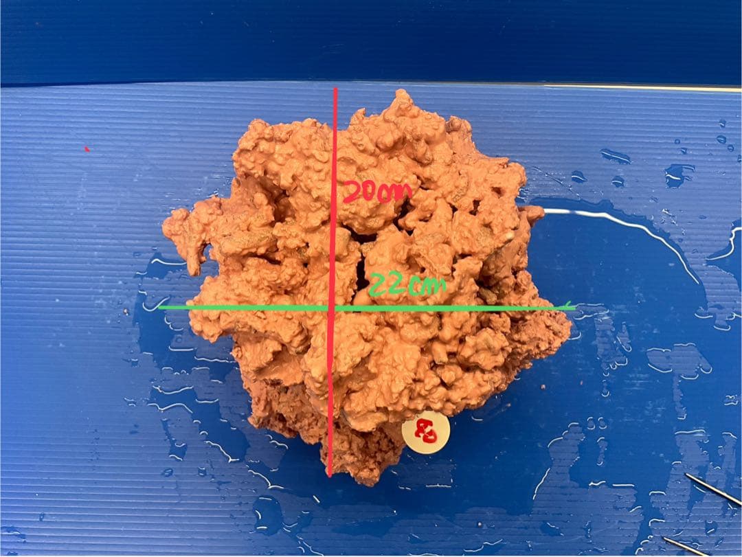 人工ライブロック　No.40. 無害化処理済