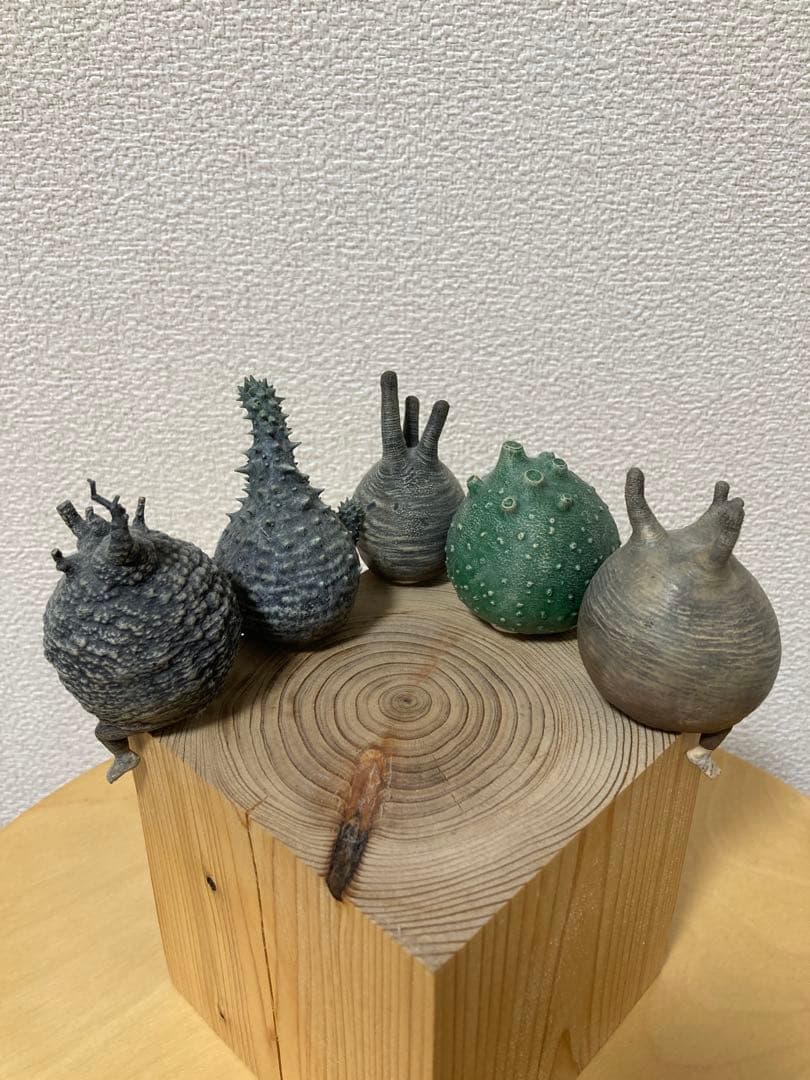 OZWRT SS PachypodiuMan 5体セット