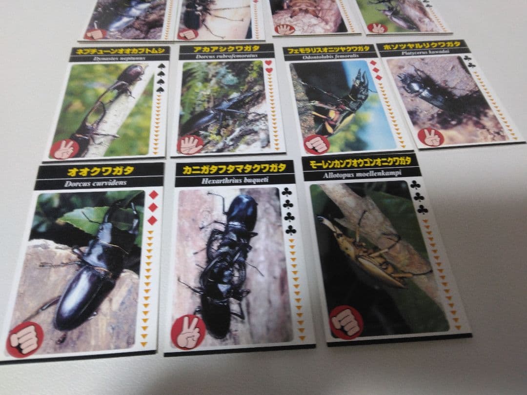 昆虫トレーディングカード 15枚セット