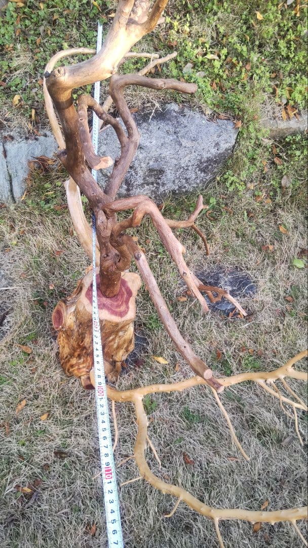 大型インコ 中型インコ用とまり木 自然木 柚 大型インコ 中型インコ用