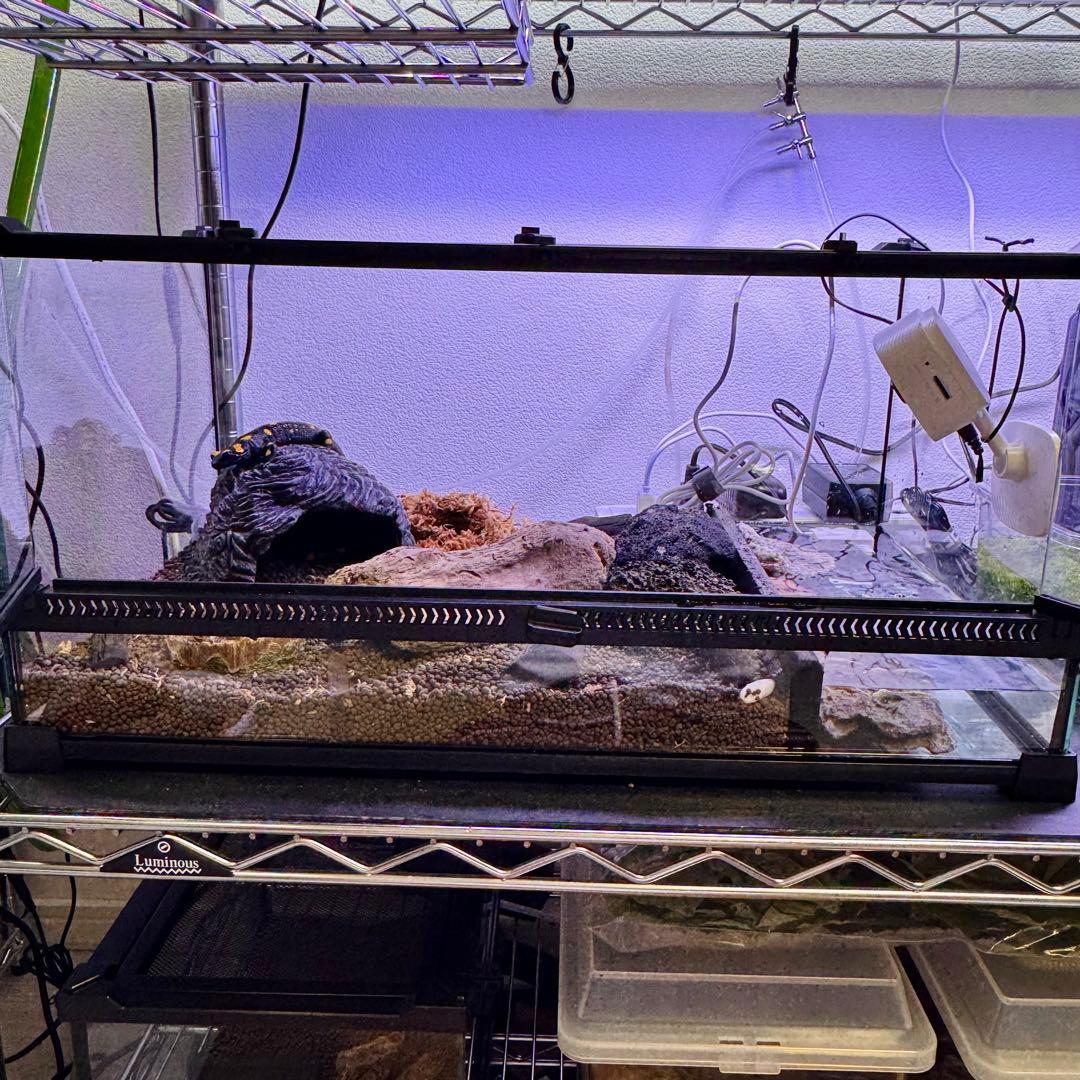 新品】 爬虫類・両生類・昆虫用 ガラス飼育ケージ 50×30×25cm