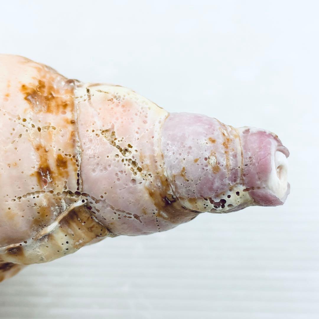 法螺貝　ホラ貝　約32cm 山伏　笛　 ほら貝　 修験道　 和楽器