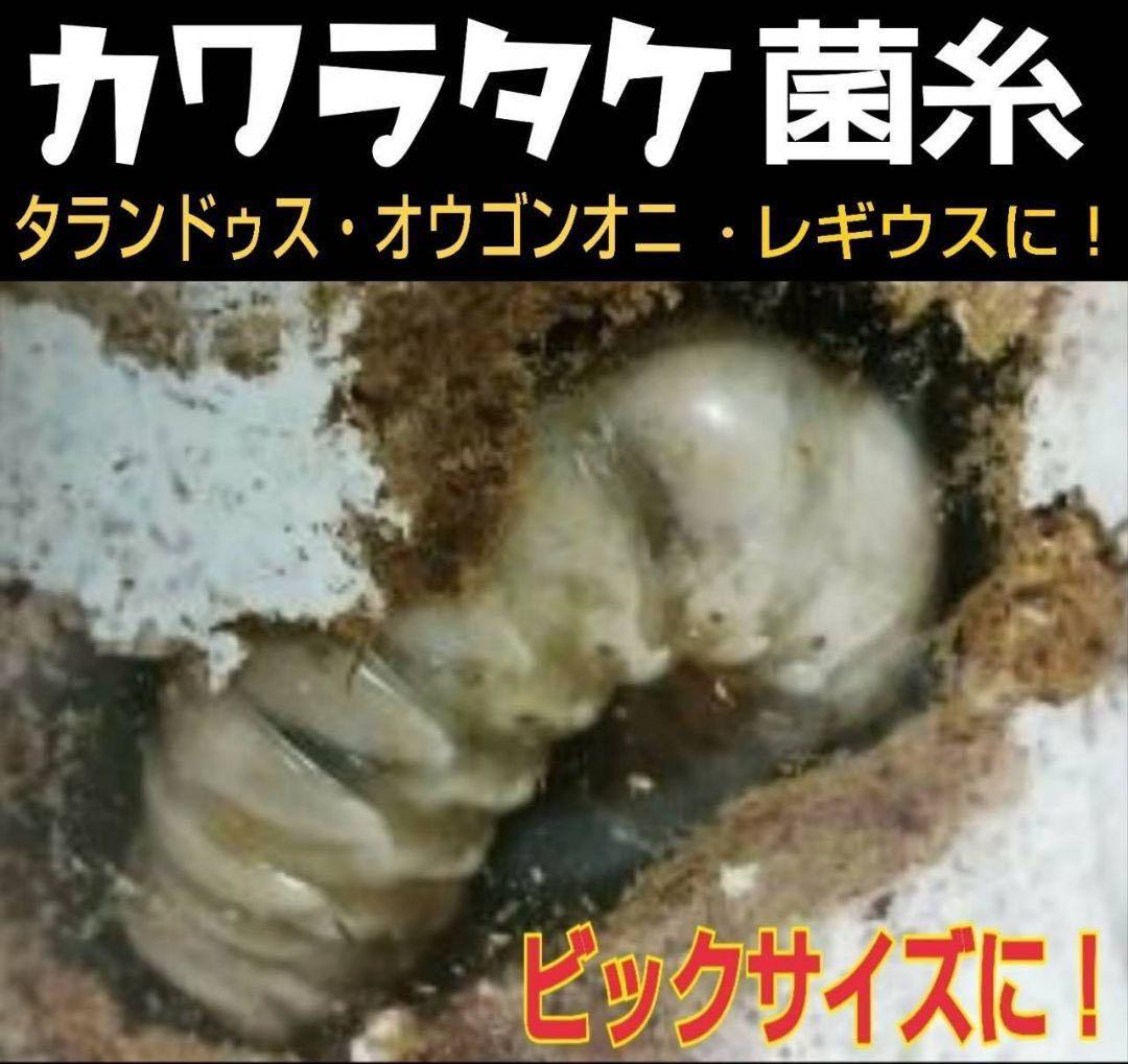 極上！カワラタケ菌糸瓶【10本】特殊アミノ酸強化配合！クワガタ幼虫
