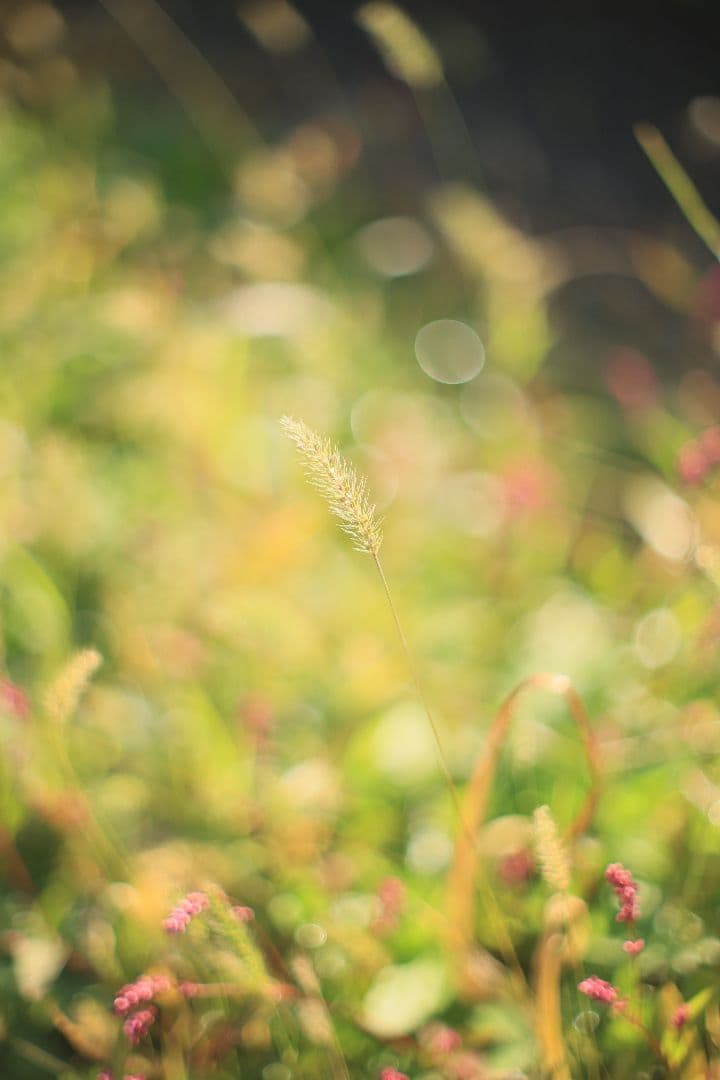 《希少》YASHICA AUTO YASHINON DS-M 50mm F1.4