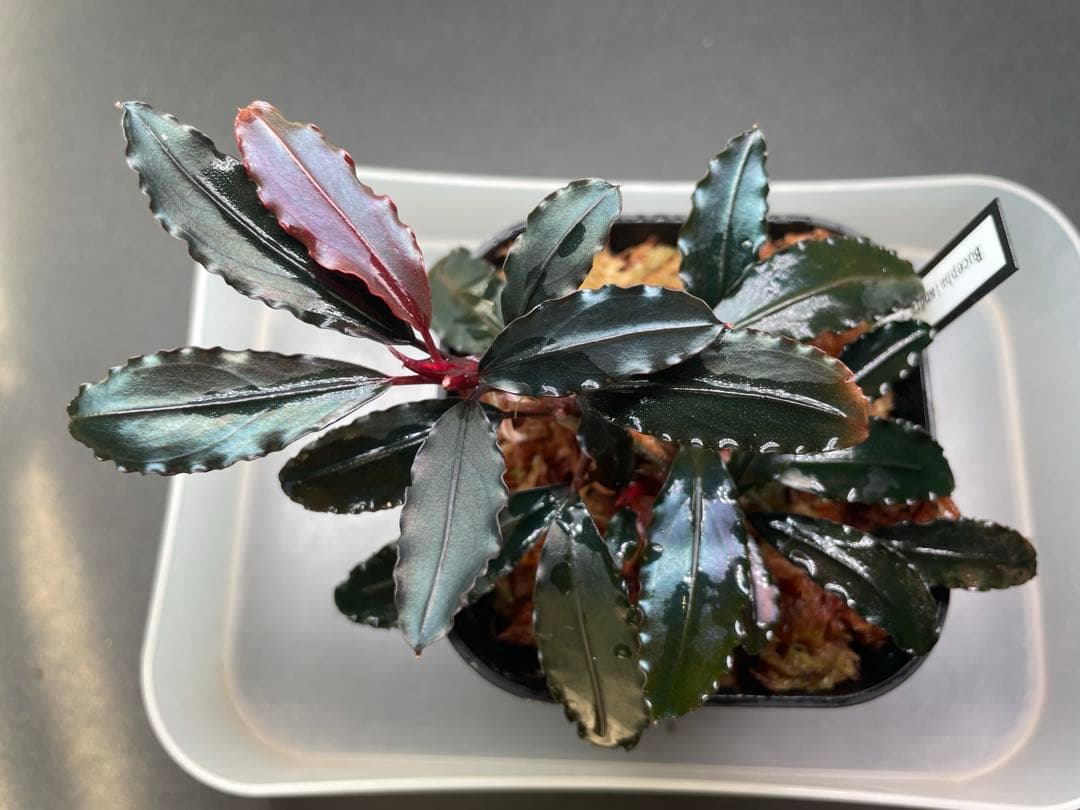 ヒ*ロ様 Bucephalandra sp Red walts ヒ*ロ様 Bucephalandra sp Red walts ヒ*ロ様 Bucephalandra sp Red