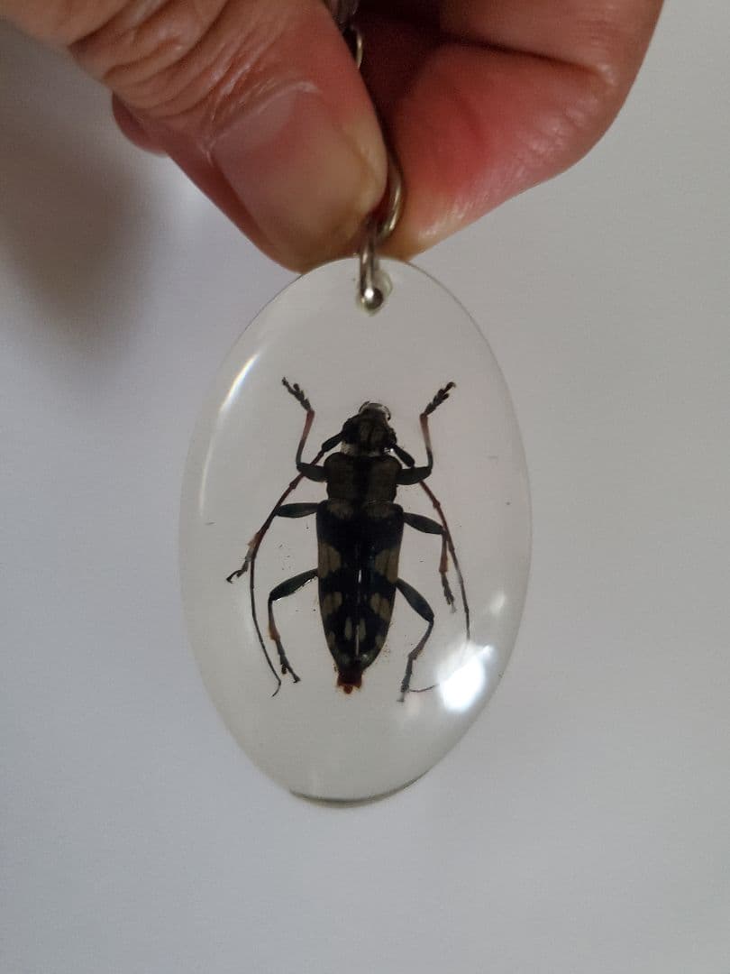 インドネシア産 カミキリムシ キーホルダー 6点セット - メルカリ