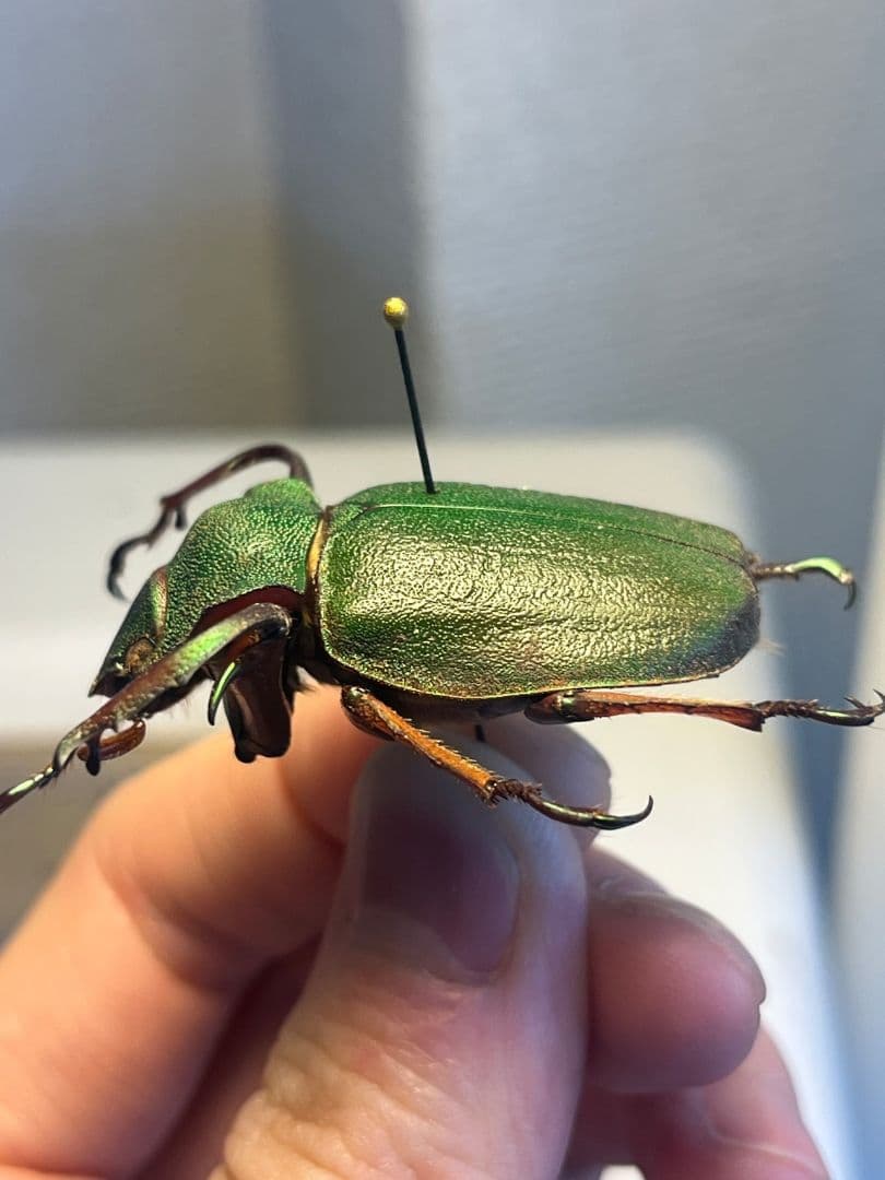 【40mm】ナンベイテナガスジコガネ 昆虫標本 Sphodochlamys l